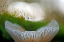 Porcelain fungus (Oudemansiella mucida) close-up, Germany, October