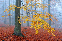 European Beech (Fagus sylvatica) tree in misty autumn forest,  Muritz National Park, Serrahn, Germany UNESCO World Natural Heritage Site November