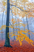 European Beech (Fagus sylvatica) tree in misty autumn forest,  Muritz National Park, Serrahn, Germany UNESCO World Natural Heritage Site November