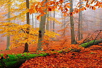 European Beech (Fagus sylvatica) trees in misty autumn forest,  Muritz National Park, Serrahn, Germany UNESCO World Natural Heritage Site November