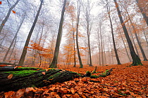 European Beech (Fagus sylvatica) forest in autumn,  Muritz National Park, Serrahn, Germany UNESCO World Natural Heritage Site November