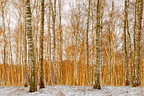 Downy / European white birch (Betula pubescens) woodland with dusting of snow, November