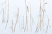 Common Reed (Phragmites australis) dead stems above snow,  Mecklenburg-Strelitz, Mecklenburg-Vorpommern, Germany, December