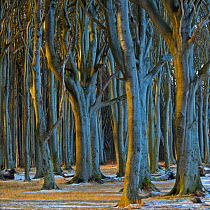 European Beech (Fagus sylvatica) trees, Gespensterwald / Ghost Wood, Nienhagen, Germany. January