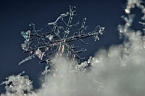 Snowflake, Mecklenburg-Strelitz, Mecklenburg-Vorpommern, Germany, January 2009