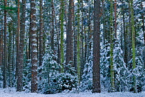 Scots Pine (Pinus sylvestris), Muritz National Park Germany, January 2009
