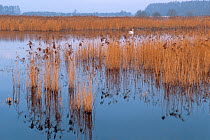 Marsh area with reeds and swan in background, Galenbecker See, Germany. April 2009