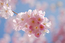 Japanese flowering cherry (Prunus serrulata) Mecklenburg-Vorpommern, Germany, April