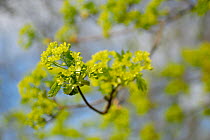 Maple (Acer sp.) flowers and unfurling leaves, Mecklenburg-Vorpommern, Germany, April
