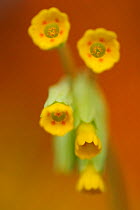 Cowslip (Primula veris)  Mecklenburg-Strelitz, Mecklenburg-Vorpommern, Germany, April