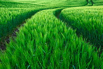 Vehicle tracks through a field of green barley, Jennyhof, Mecklenburg-Vorpommern, Germany, May