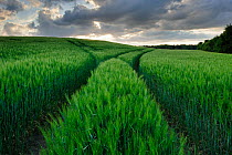 Vehicle tracks through a field of green barley, Jennyhof, Mecklenburg-Vorpommern, Germany, May