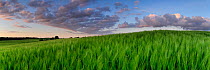 Field of green barley, Jennyhof, Mecklenburg-Vorpommern, Germany, May