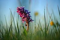 Western marsh orchid (Dactylorhiza majalis) in flower, Germany, May