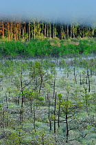 Mist over wetland area, with sparse trees next to woodland, Serrahnbruch, Muritz National Park, Germany, May