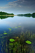 Wanzkaer See / lake with waterlily leaves, Mecklenburg-Vorpommern, Germany, May