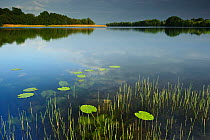 Wanzkaer See / lake with water lily leaves, Mecklenburg-Vorpommern, Germany, May
