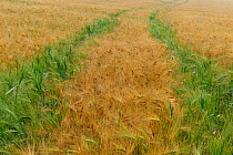 Field of ripe barley with green barley growing in vehicle tracks (Hordeum vulgare) Germany, July