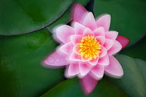 Water lily (Nymphaea Pygmaea Rubra) flower, blurred image, August