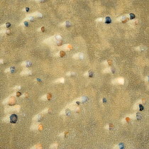 Sea shells in sand, North sea, Germany, September