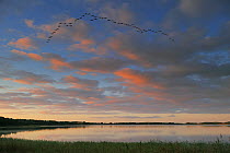 Common Crane (Grus grus) flying in formation at dawn, Rederangsee, Muritz National Park, Germany, September