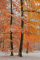 European Beech (Fagus sylvatica) woodland with autumn leaves and early fall of snow, Serrahn, Muritz National Park, UNESCO World Natural Heritage Site, November