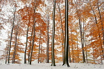 European Beech (Fagus sylvatica) woodland with autumn leaves and early fall of snow, Serrahn, Muritz National Park, UNESCO World Natural Heritage Site, November