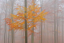 European Beech (Fagus sylvatica) woodland in the mist, Serrahn, Muritz National Park, Germany, World Natural Heritage Site, November