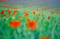 Common Poppy (Papaver rhoeas) flowers impression in field, Neubrandenburg, Mecklenburg Western Pommerania, Germany