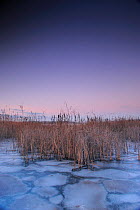 Common Reed (Phragmites australis) in frozen lake, Tollensesee, Germany, late aftrenoon December
