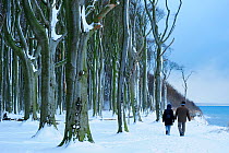 Couple walking by European Beech (Fagus sylvatica) woodland, Gespensterwald / Ghost wood, Baltic sea, Nienhagen, Germany, January
