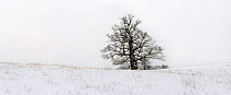 Single English Oak (Quercus robur) in snow, Mecklenburger Schweiz, Germany, January