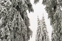 Norway Spruce (Picea abies) trees covered in frozen snow, Harz National Park, Brocken, Germany
