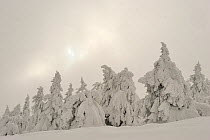 Norway Spruce (Picea abies) trees, covered with snow, Harz National Park, Brocken, Germany, February 2010