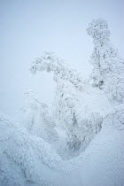 Norway Spruce (Picea abies) covered with snow, Harz National Park, Brocken, Germany, February 2010