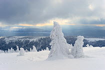 Norway Spruce (Picea abies) trees covered with snow, Harz National Park, Brocken, Germany, February 2010