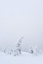 Norway Spruce (Picea abies) trees covered in snow, Harz National Park, Brocken, Germany, February