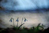Common Snowdrop (Galanthus nivalis), Germany, March