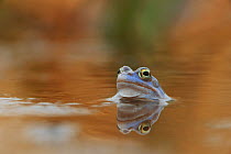 Moor Frog (Rana arvalis) in water, Germany, April