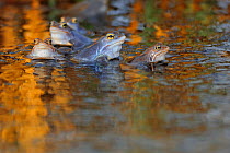Moor Frog (Rana arvalis) group in water, with colourful reflections, Germany, April