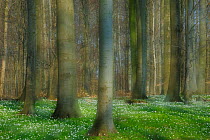 European Beech (Fagus sylvatica) trees with  Wood Anemone (Anemone nemorosa) flowering, Germany, April