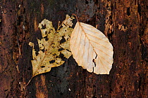 European Beech (Fagus sylvatica) two decaying leaves against dead wood, Germany, April
