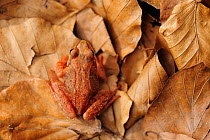 Moor Frog (Rana arvalis) on leaves, Germany, April