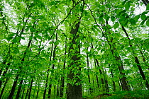 European Beech (Fagus sylvatica) forest in spring, Serrahner Buchenwald National Park, Germany, UNESCO World Natural Heritage Site, May
