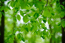 European Beech (Fagus sylvatica) leaves abstract in spring, Serrahner Buchenwald National Park, Germany, UNESCO World Natural Heritage Site, May