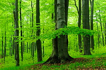 European Beech (Fagus sylvatica) leaves in spring, Serrahner Buchenwald National Park, Germany, UNESCO World Natural Heritage Site, May