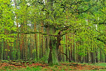 English Oak (Quercus robur) in woodland, Muritz National Park, Germany, May