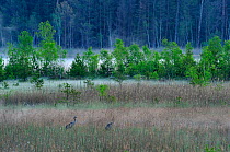 Common Crane (Grus grus) in wetland habitat, with mist woodland in background, Serrahnbruch, Muritz National Park, Germany, May