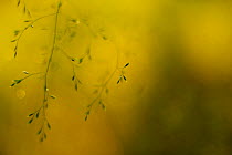 Grass (Poaceae sp) close-up, Mecklenburg-Strelitz, Mecklenburg-Vorpommern, Germany, June