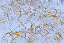 Dead Grass (Poaceae sp) stems arched over in winter snow,  Neuendorf, Mecklenburg-Vorpommern, Germany, December